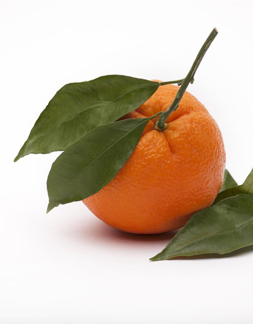 Citrus sinensis