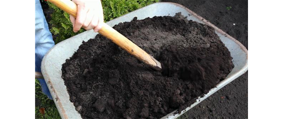 FLIEDER - EINPFLANZEN IM GARTEN