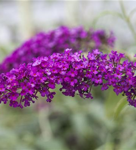 Buddleja davidii 'Royal Red'