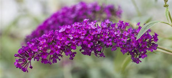 Buddleja davidii 'Royal Red'