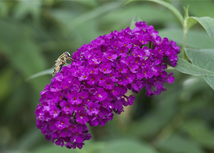 Buddleja davidii 'Royal Red'