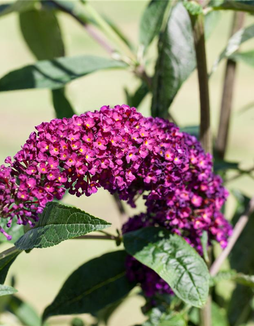 Buddleja davidii 'Royal Red'