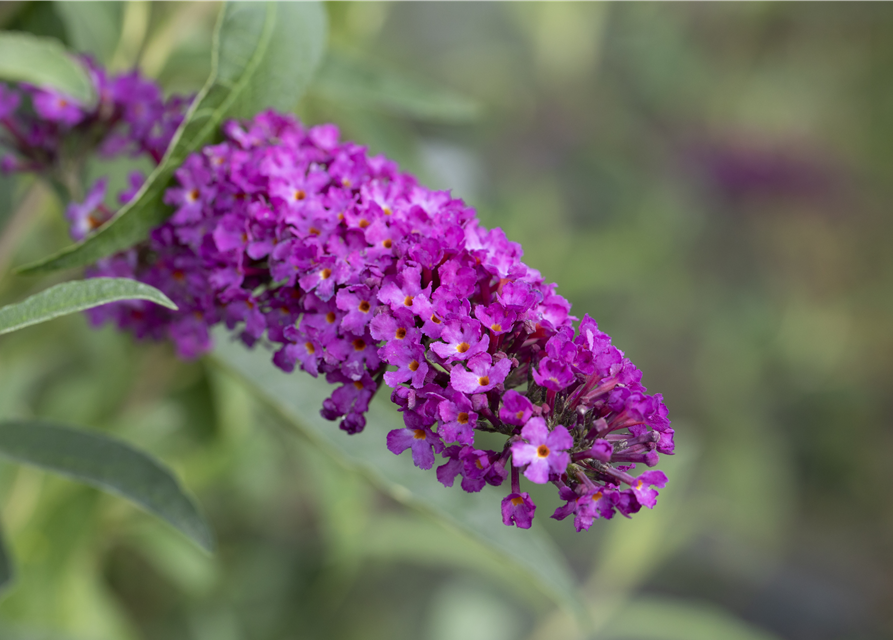 Buddleja davidii 'Royal Red'