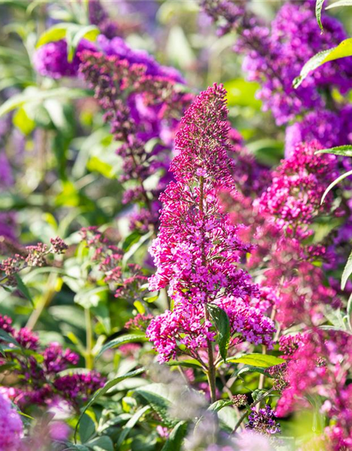 Buddleja davidii 'Royal Red'