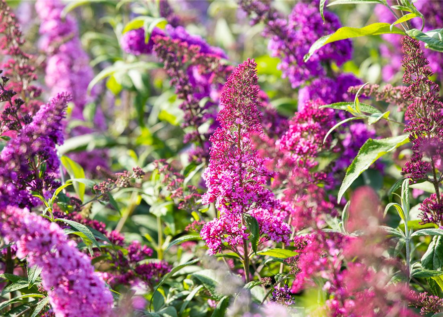 Buddleja davidii 'Royal Red'