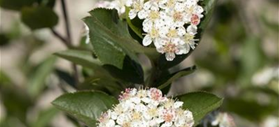 Aronia melanocarpa