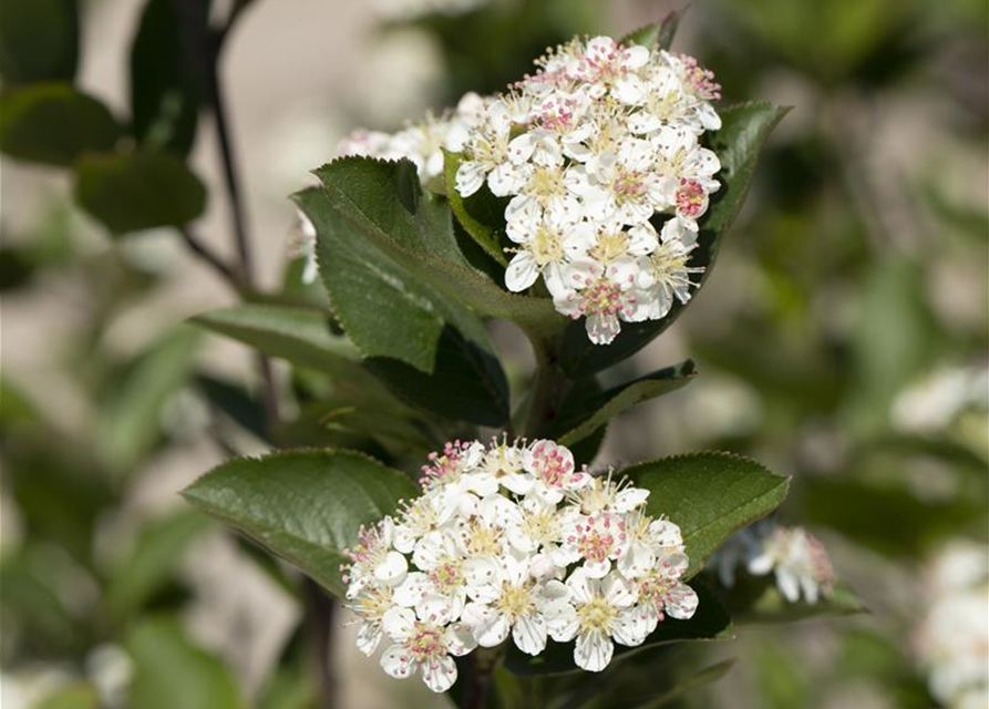 Aronia melanocarpa