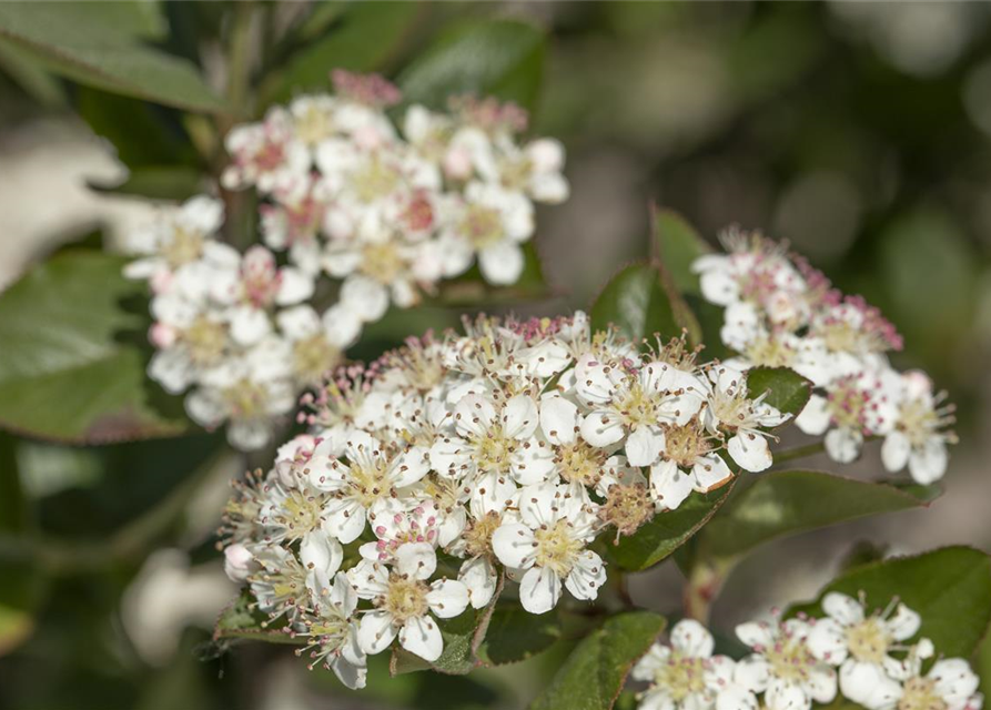 Aronia melanocarpa