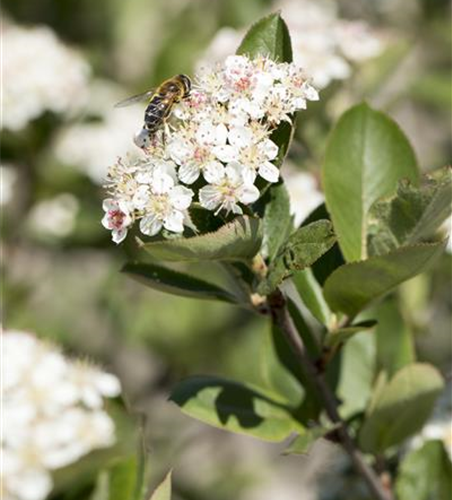 Aronia x prunifolia 'Nero'