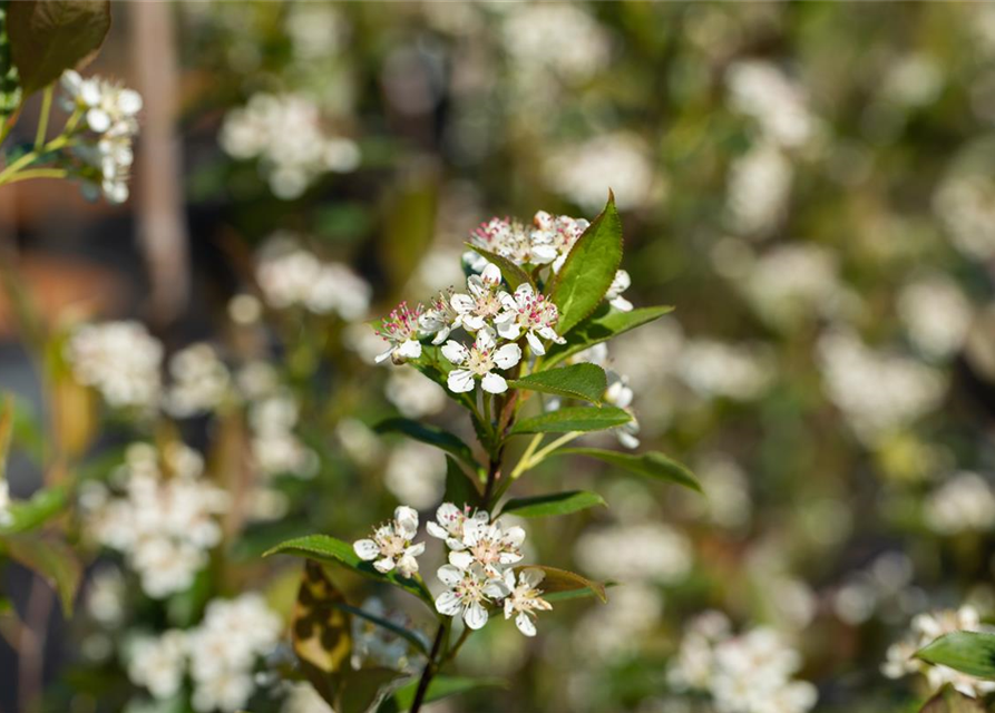 Aronia melanocarpa