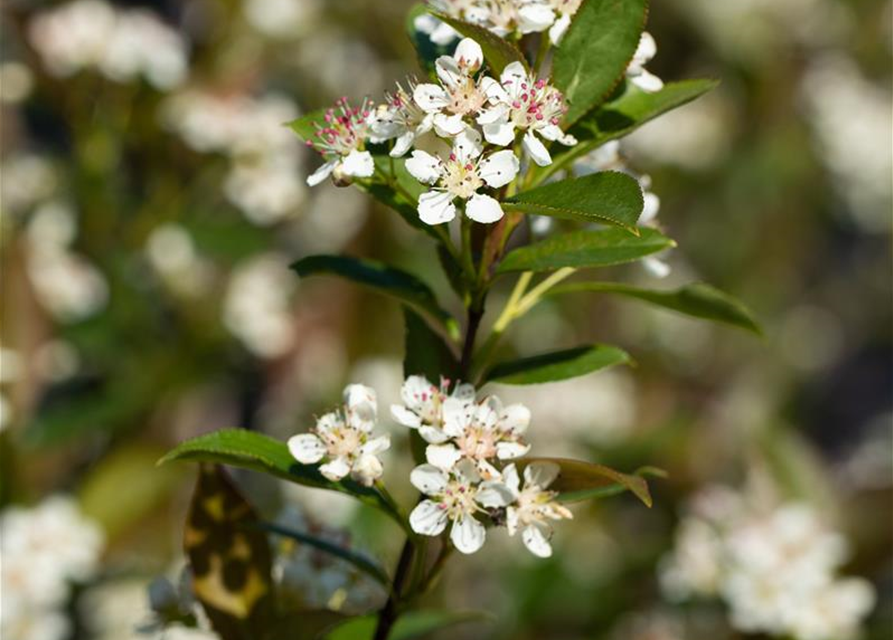 Aronia melanocarpa