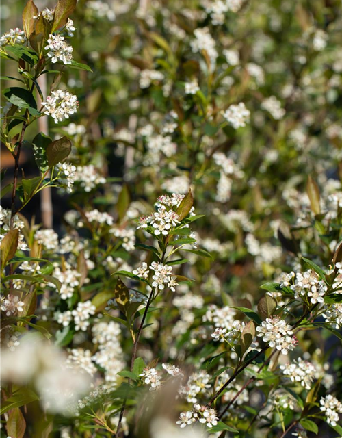 Aronia melanocarpa