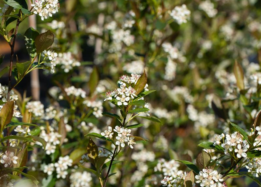 Aronia melanocarpa