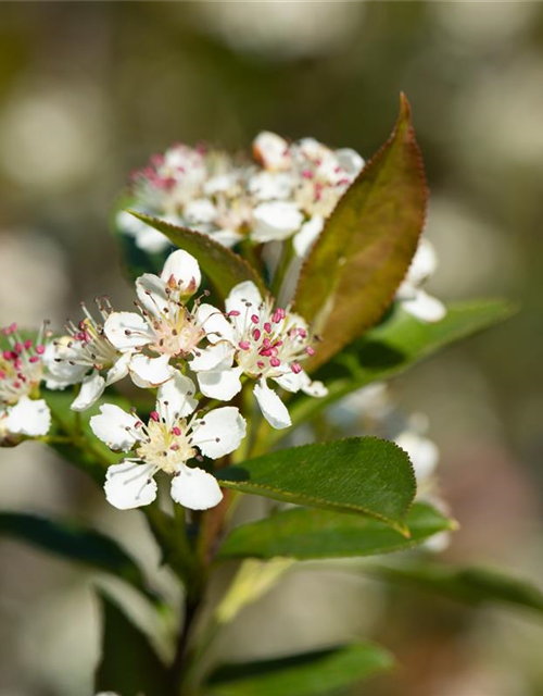 Aronia melanocarpa