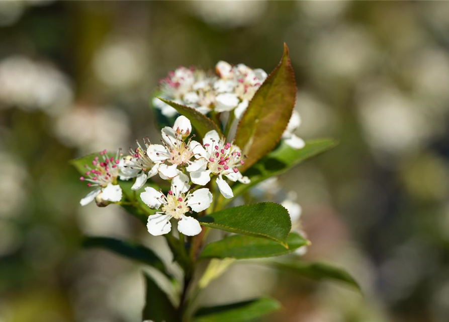 Aronia melanocarpa