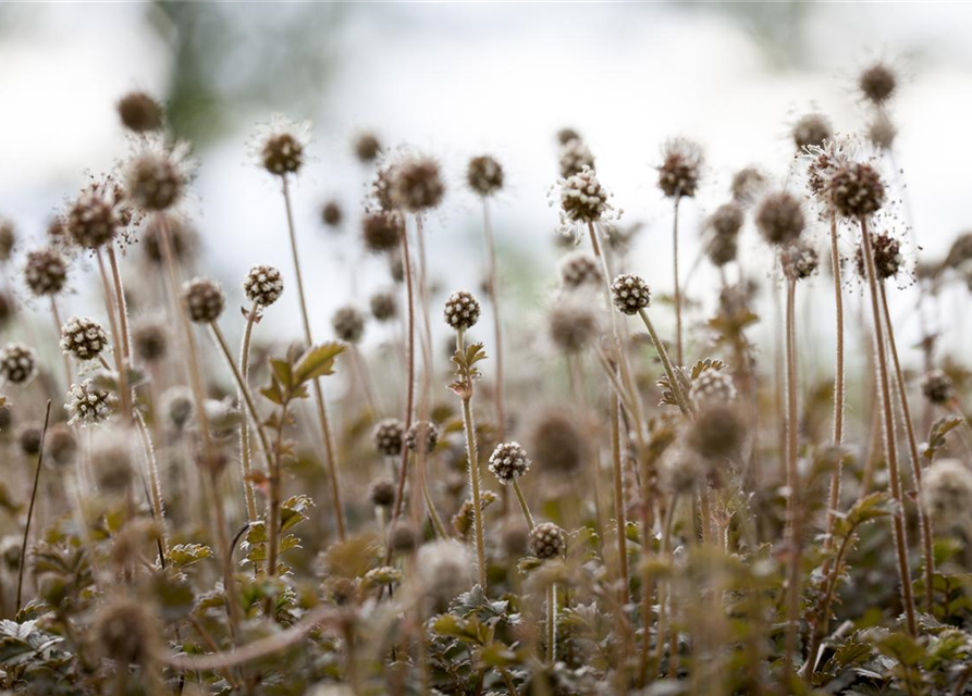 Acaena microphylla