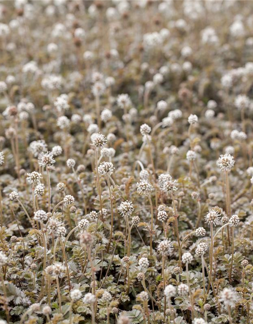 Acaena microphylla