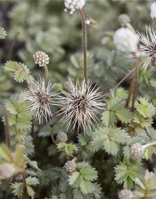 Acaena microphylla