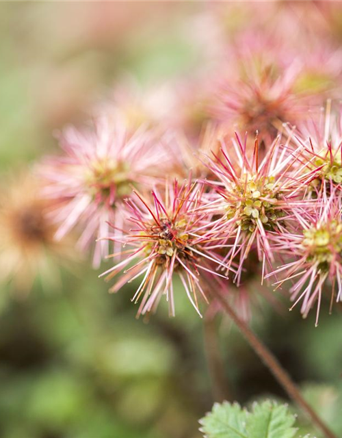 Acaena microphylla