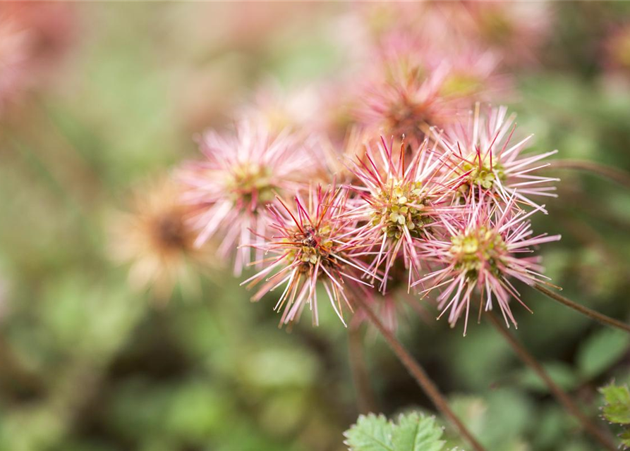 Acaena microphylla