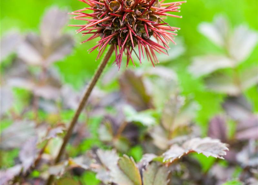 Acaena microphylla