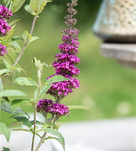 Buddleja davidii 'Summer Kids'®