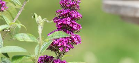 Buddleja davidii 'Summer Kids'®