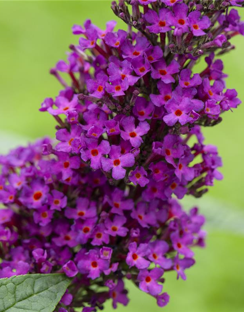 Buddleja davidii 'Summer Kids'®