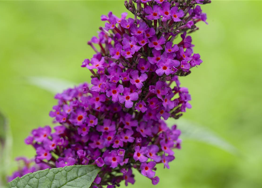 Buddleja davidii 'Summer Kids'®