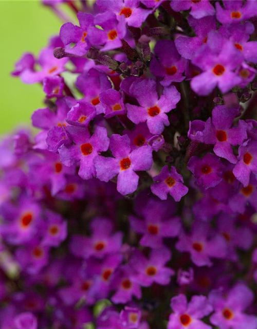 Buddleja davidii 'Summer Kids'®