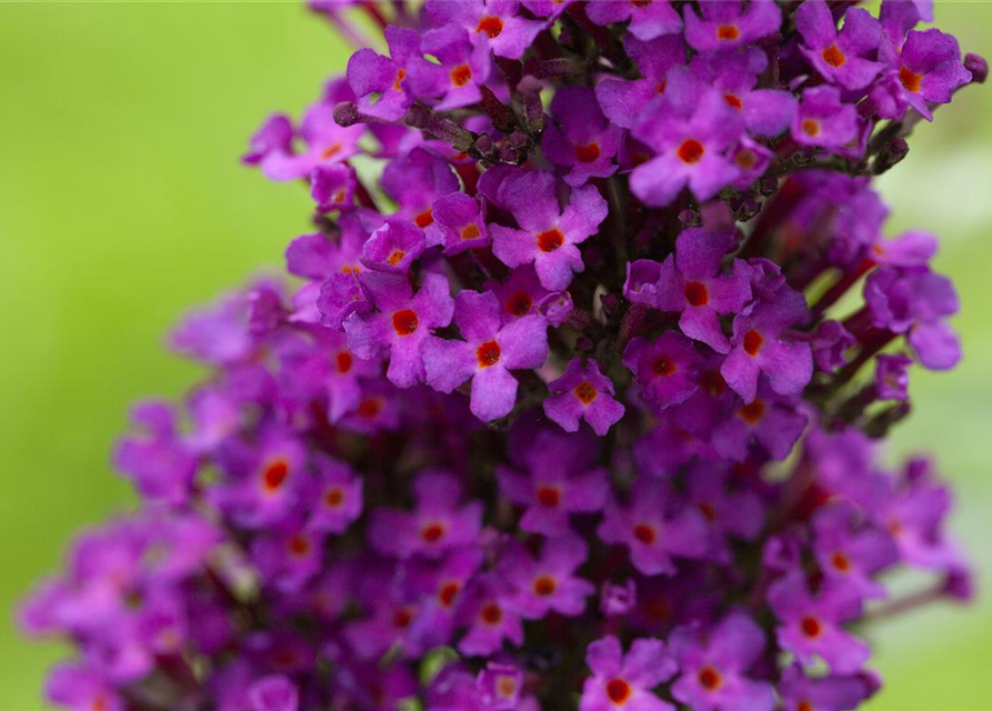 Buddleja davidii 'Summer Kids'®