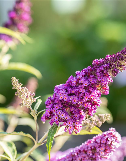 Buddleja davidii 'Summer Kids'®