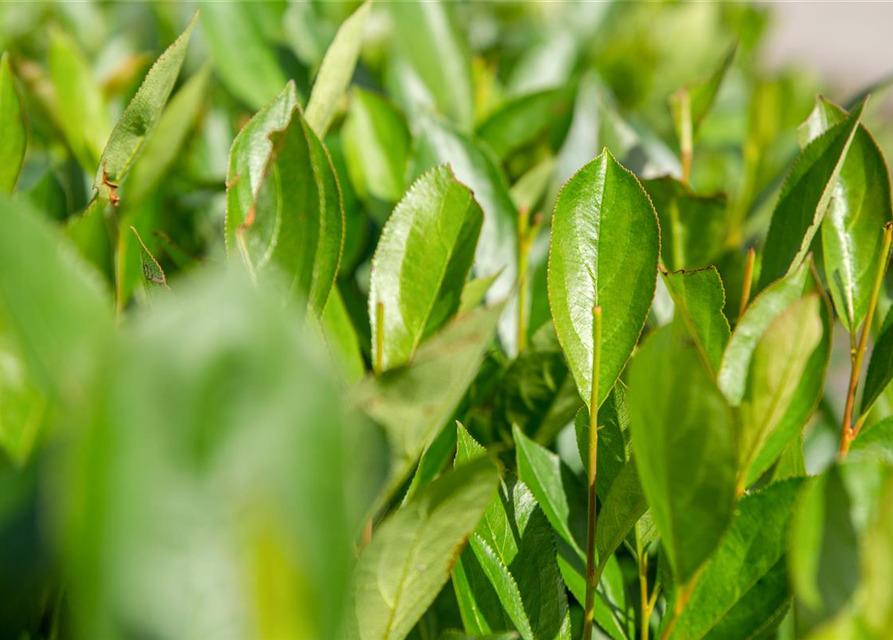 Aronia x prunifolia 'Nero'