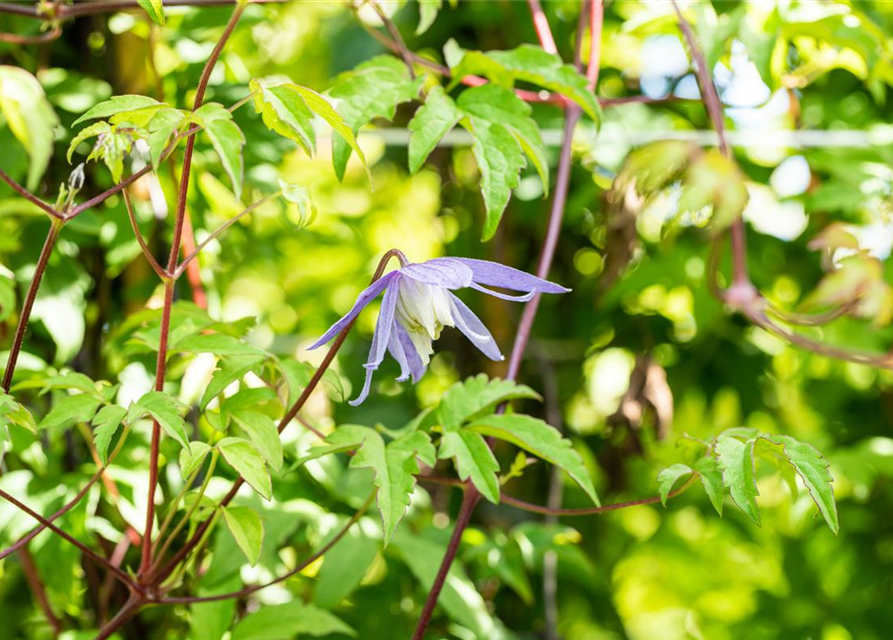 Clematis alpina