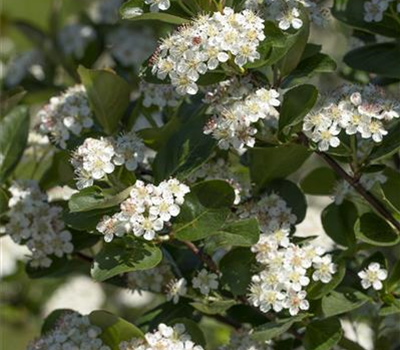 Aronia x prunifolia 'Viking'