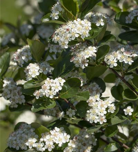 Aronia x prunifolia 'Viking'