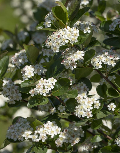 Aronia x prunifolia 'Viking'