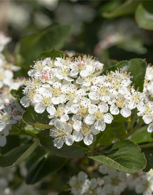 Aronia x prunifolia 'Viking'