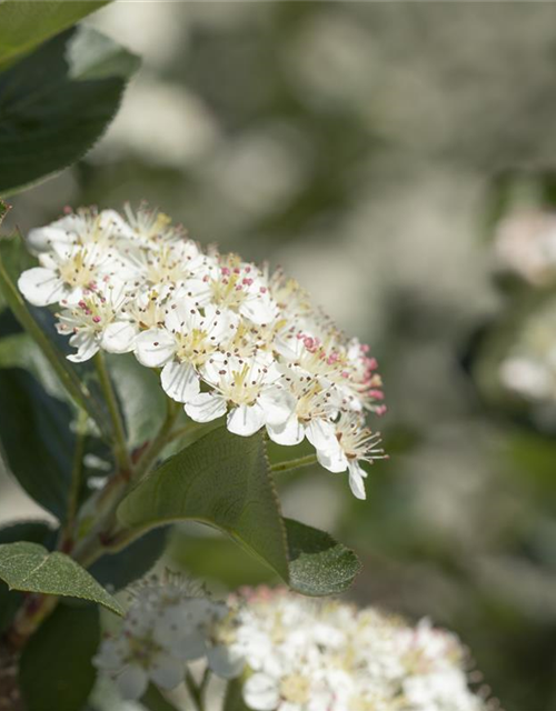 Aronia x prunifolia 'Viking'