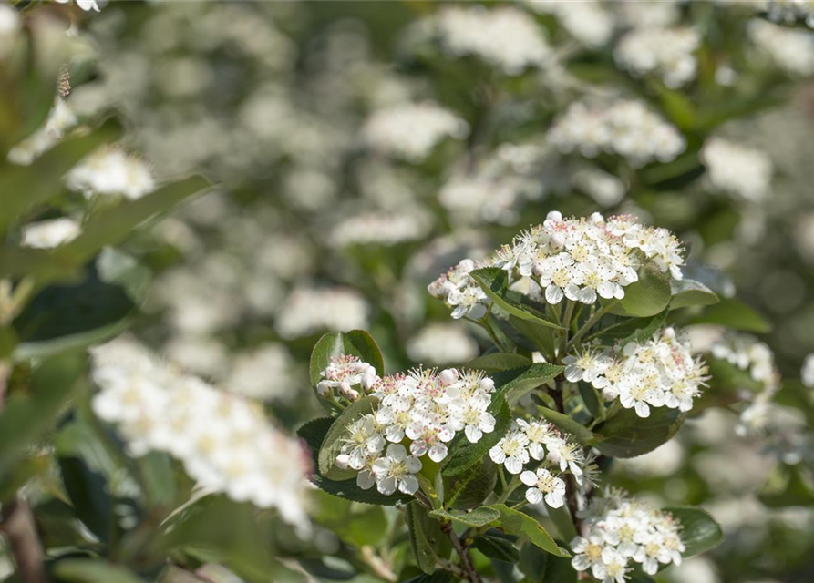 Aronia x prunifolia 'Viking'