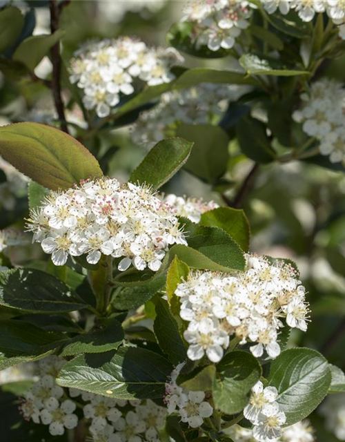 Aronia x prunifolia 'Viking'