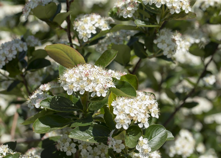 Aronia x prunifolia 'Viking'