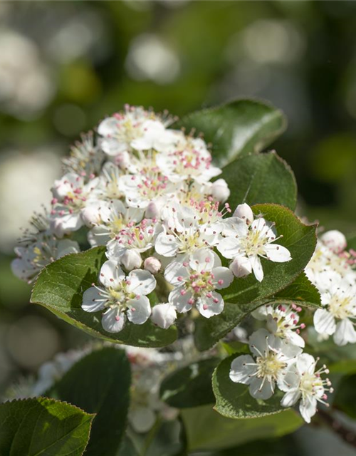 Aronia x prunifolia 'Viking'