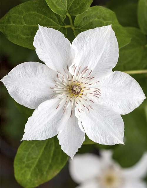 Clematis Hybride