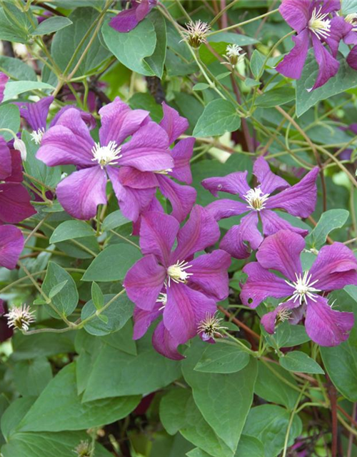 Clematis Hybride