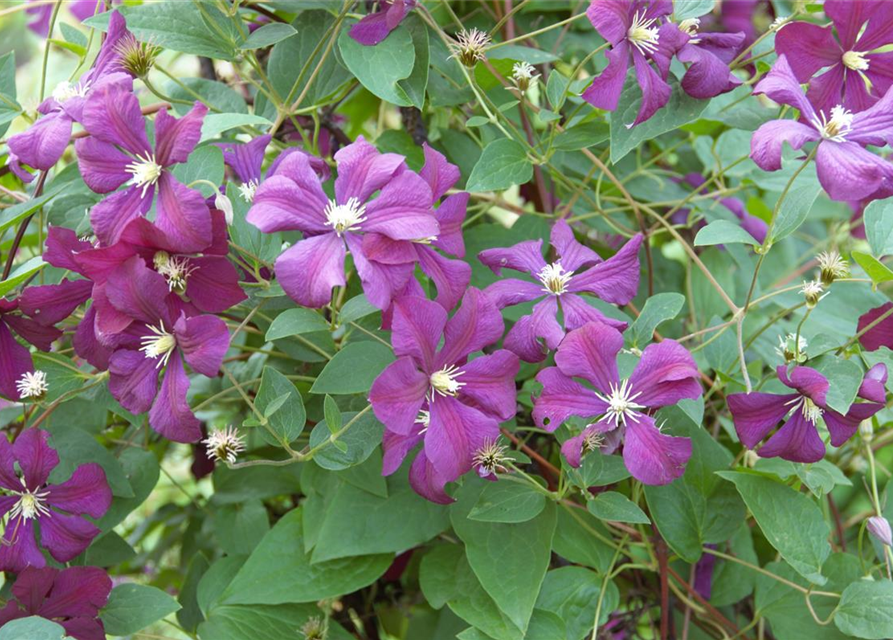 Clematis Hybride