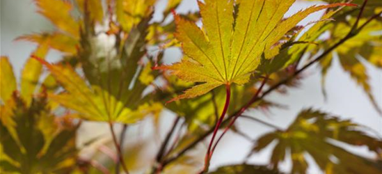 Acer palmatum