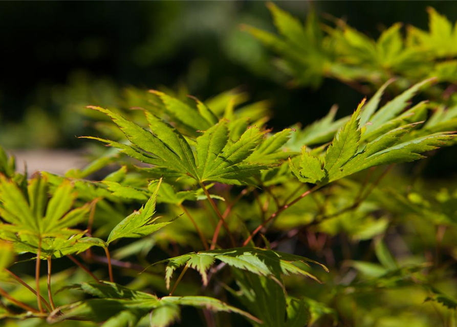 Acer palmatum