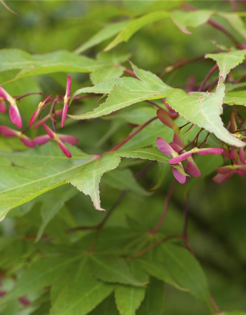 Acer palmatum