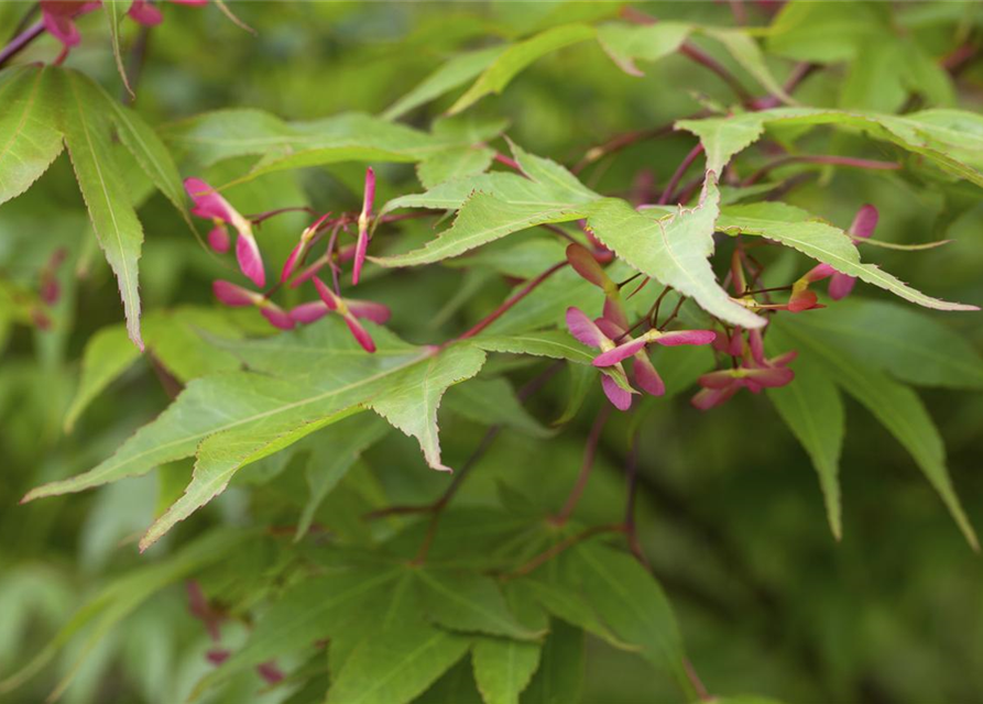 Acer palmatum